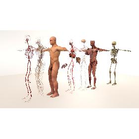 3D model Complete Male Body Anatomy